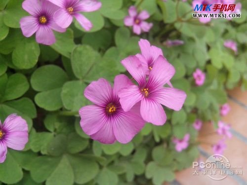 齐乐A91样张
