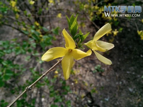 四核5.3英寸超敏感屏 大可乐2首发评测 