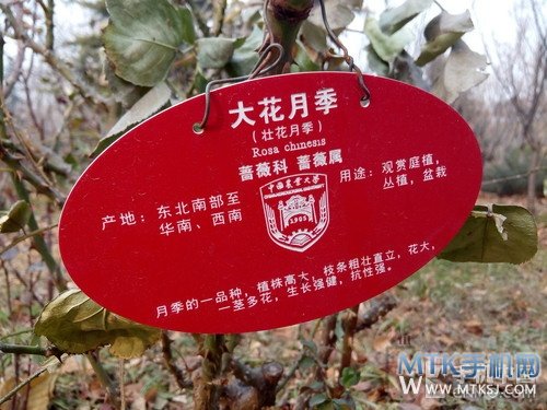 八核处理器+5.5英寸超大屏 青橙NX评测第16张图