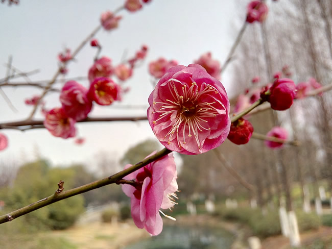 小辣椒6评测