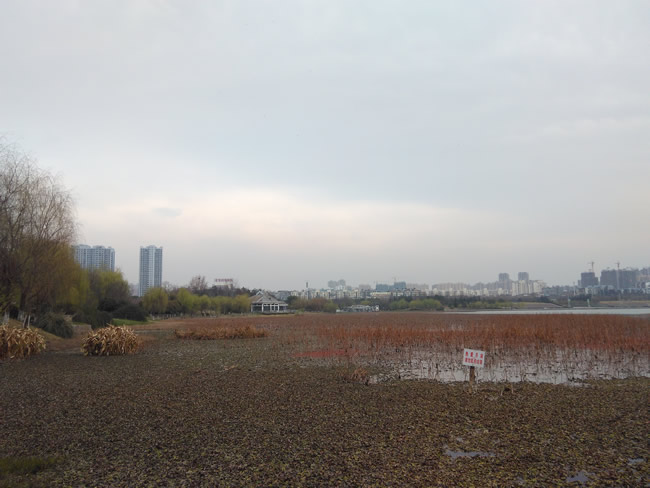 小辣椒4全网通评测