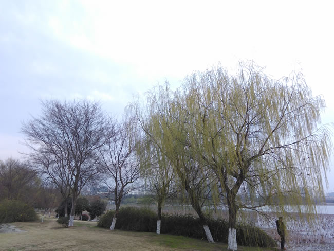 小辣椒4全网通评测